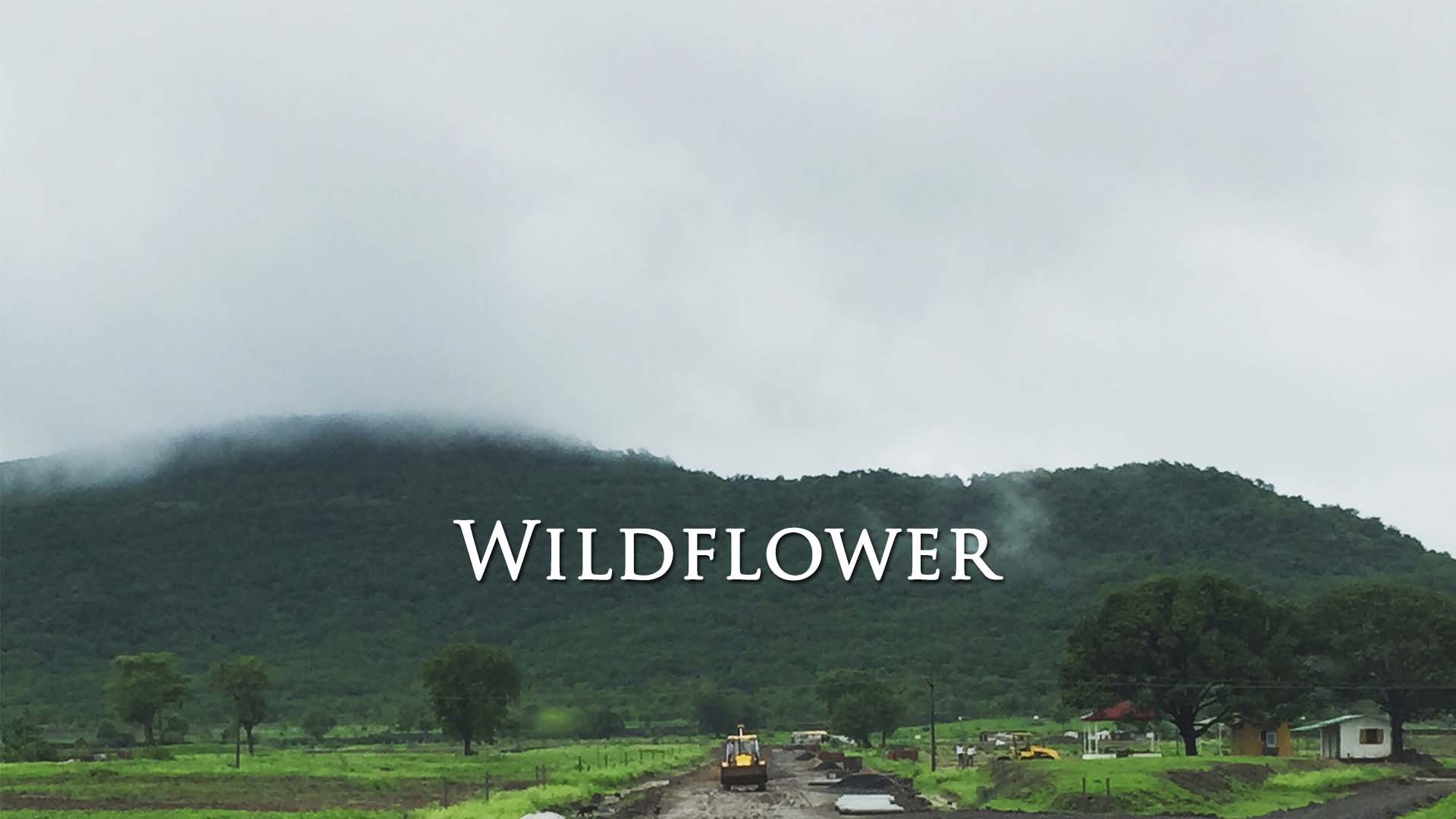 wildflower